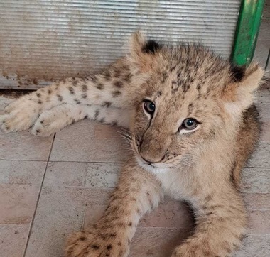 Puiul de leu Paco a fost transferat de la Grădina Zoologică din Timişoara la cea din Târgu Mureş