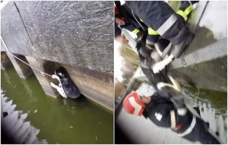 Tulcea: Pompierii au salvat un câine care a căzut într-un lac. VIDEO