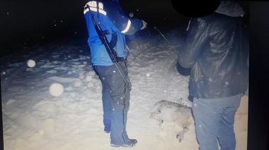 Hunedoara: Bărbat cercetat pentru braconaj, după ce a ucis şi a abandonat un căprior