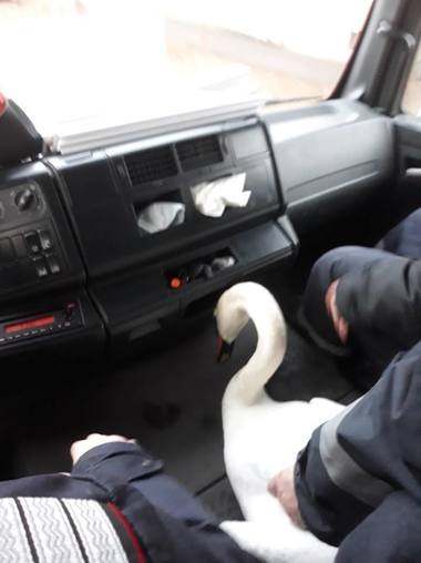 Intervenţie a pompierilor din Oradea pentru a salva o lebădă rătăcită pe străzile oraşului. VIDEO
