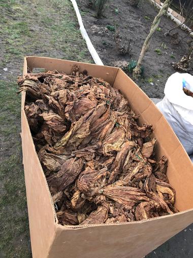 IGPR: Doar în judeţul Olt au fost duse la audieri zece persoane; s-au găsit peste 2.300 de kilograme de tutun foi
