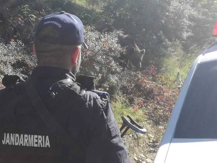 Mesaj RO-ALERT transmis de ISU Covasna cu privire la existenţa unui urs pe raza localităţii Sfântu Gheorghe; animalul s-a speriat de maşinile jandarmilor şi a fugit în pădure