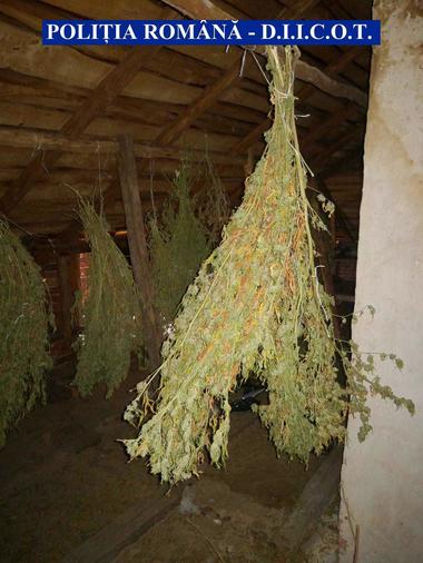 Doi bărbaţi, din Bucureşti şi Argeş, reţinuţi de DIICOT după ce ar fi cultivat cannabis pentru a vinde drogurile; 25 de kilograme de droguri, confiscate în urma unor percheziţii. FOTO, VIDEO