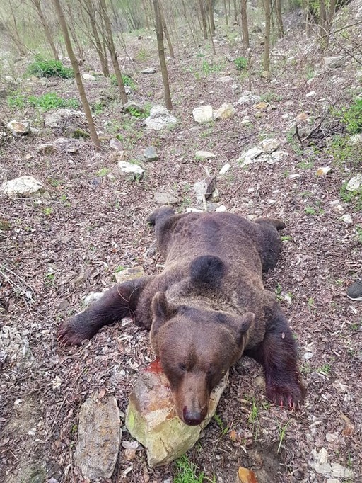 Graţiela Gavrilescu anunţă anchetă la Buzău, după apariţia unor înregistrări în care cadavrul unui urs împuşcat în baza unui aviz este târât, strâns de gât cu sfori şi stropit cu bere
