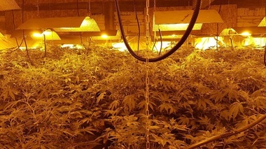 Opt persoane acuzate că au înfiinţat culturi de cannabis în judeţul Dâmboviţa, trimise în judecată de DIICOT