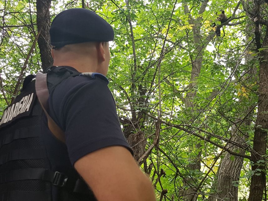 Jandarmii montani au intervenit, la Buşteni, pentru a alunga doi pui de urs care au intrat într-o curte şi s-au urcat într-un copac. VIDEO
