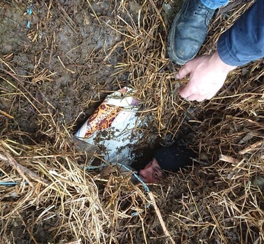 Bacău: Bărbat ascuns într-o groapă acoperită cu scânduri şi gunoi ca să scape de închisoare, prins de poliţişti