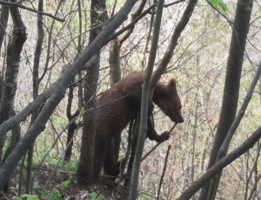Braşov: Un urs s-a urcat într-un copac în satul Şirnea şi nu mai vrea să coboare; anterior, animalul a fost văzut de localnici în zona şcolii şi a bisericii. VIDEO