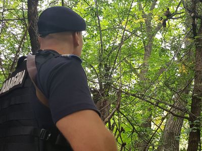 Braşov: Ursul care se urcase într-un copac, în satul Şirnea, a fost alungat la trei kilometri de localitate. VIDEO

