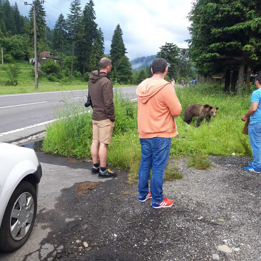 Braşov: Un urs a fost lovit de o maşină, pe DN 1; animalul este grav rănit