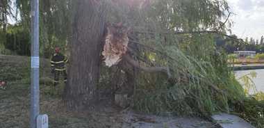 Tulcea: Femeie rănită, după ce o creangă de salcie a căzut peste banca din parc pe care stătea. FOTO/ VIDEO