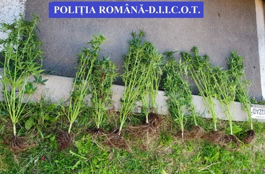 Bistriţa-Năsăud: Bărbat, prins în trafic cu aproape trei kilograme de cannabis asupra sa