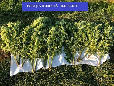 Cluj - Doi bărbaţi sunt cercetaţi, unul dintre ei fiind arestat preventiv, după ce la locuinţa lor au fost găsite culturi de canabis: 51 de plante au fost ridicate - FOTO