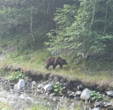 Argeş: Mai mulţi turişti care hrăneau un urs, în zona de picnic a comunei Arefu, amendaţi de jandarmi