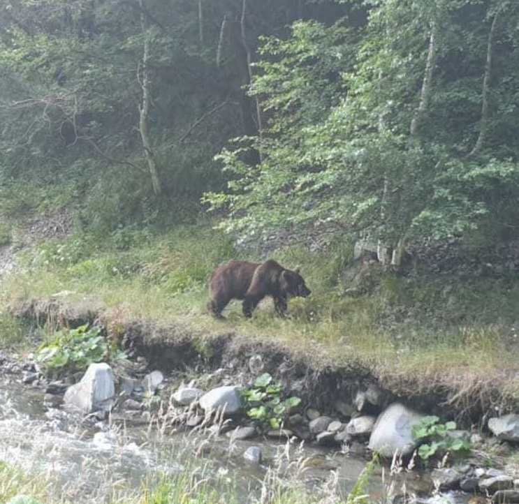 Argeş: Mai mulţi turişti care hrăneau un urs, în zona de picnic a comunei Arefu, amendaţi de jandarmi