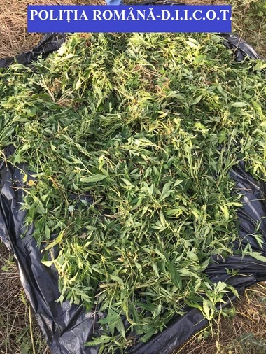 Cultură outdoor de cannabis, descoperită în Bistriţa-Năsăud; o femeie şi un bărbat au fost reţinuţi