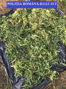 Vâlcea: 16 percheziţii la persoane bănuite de trafic de droguri de risc; au fost descoperite cinci plantaţii de cannabis cu peste 668 de plante