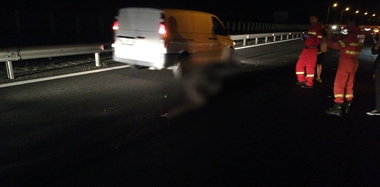 Sibiu: Urs lovit de patru autoturisme, pe A1 Sibiu - Deva, în zona Aciliu; doi copii dintr-o maşină primesc îngrijiri medicale din cauza unor stări de panică. FOTO