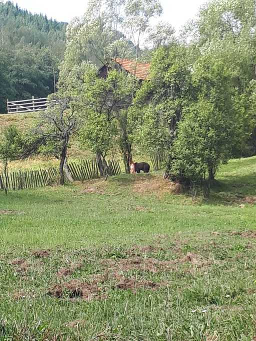 Un urs prins într-o capcană improvizată a fost salvat de jandarmii hunedoreni, în Parâng. FOTO