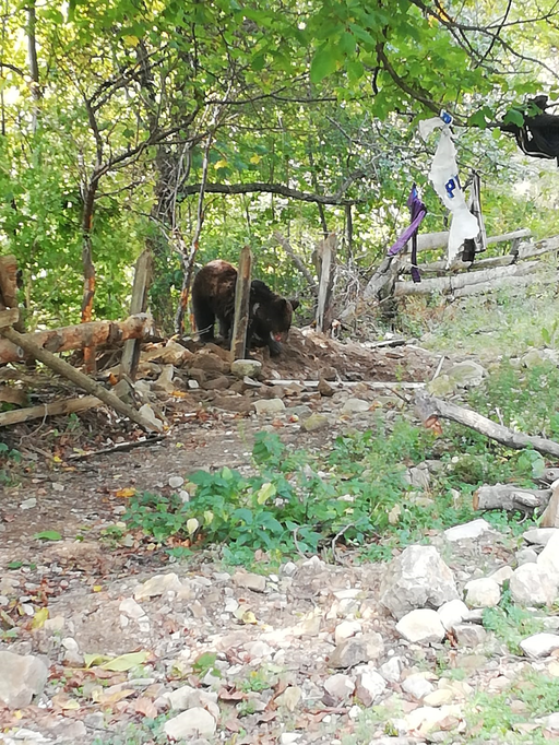 Urs prins într-un gard, la marginea unui sat din Vrancea, salvat după o zi, întrucât la IJJ nu există o persoană instruită să folosească o armă şi nici substanţe tranchilizante