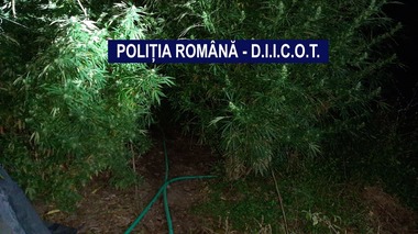 Cultură de canabis descoperită de poliţişti şi procurori DIICOT, în judeţul Mehedinţi - FOTO