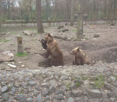 Doi pui de urs, văzuţi în cursul nopţii în Braşov
