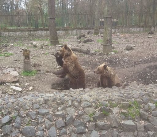Doi pui de urs, văzuţi în cursul nopţii în Braşov
