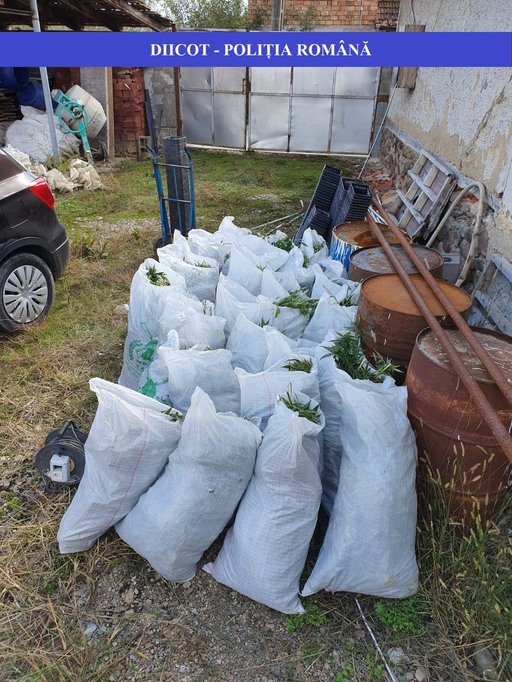 Bihor: Trei persoane au fost arestate preventiv după ce au înfiinţat o cultură de cannabis. Poliţiştii au confiscat peste 160 de kilograme de droguri