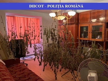 Maramureş: Patru bărbaţi au fost reţinuţi, după ce au înfiinţat culturi de cannabis şi vindeau drogurile persoanelor din anturajul lor