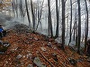 Două incendii de pădure, în judeţul Hunedoara; în total, sunt afectate aproximativ 20 de hectare de pădure - FOTO
