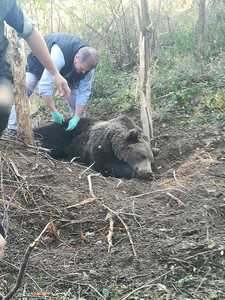 Vrancea: Ursul prins în laţ, eliberat după aproape 20 de ore; animalul a fost sedat de o echipă de specialişti de la Bacău