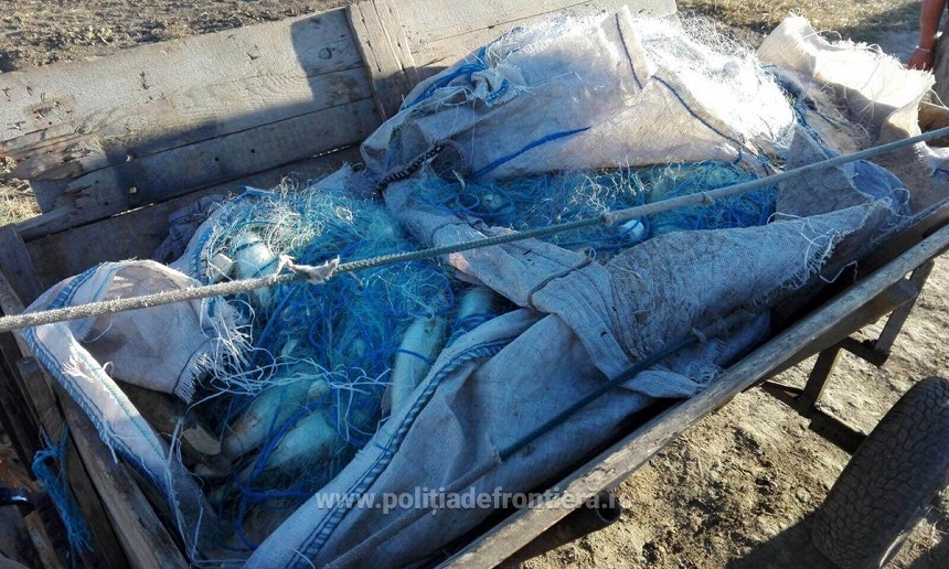 Peste 2,3 tone de peşte, confiscate în urma unei acţiuni a poliţiştilor în Delta Dunării şi la Marea Neagră - VIDEO