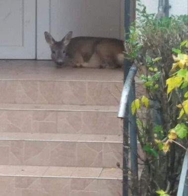 Căprioară care a ajuns într-un cartier din Râmnicu Vâlcea, salvată de jandarmi - FOTO, VIDEO