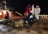 Constanţa: Autorităţile au adus la ţărm 230 de oi de pe nava răsturnată în Portul Midia 