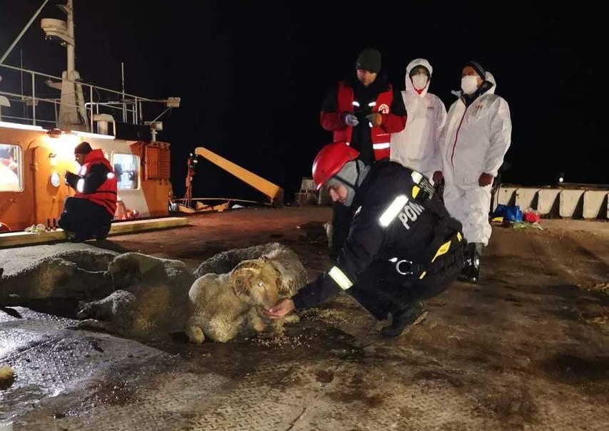 Constanţa: Autorităţile au adus la ţărm 230 de oi de pe nava răsturnată în Portul Midia 