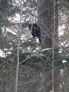 Braşov: Mesaj RO-Alert privind prezenţa unui urs pe Pârtia Clăbucet din Predeal. Jandarmii au intervenit pentru a îndepărta animalul - VIDEO