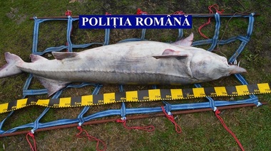 Bărbat din Feteşti prins în timp ce transporta un morun de 120 de kilograme - FOTO