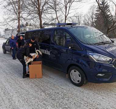 Lebădă rănită, salvată de jandarmii braşoveni - FOTO