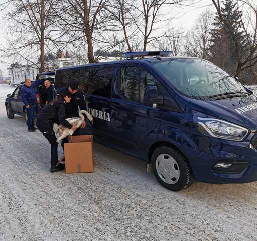 Lebădă rănită, salvată de jandarmii braşoveni - FOTO