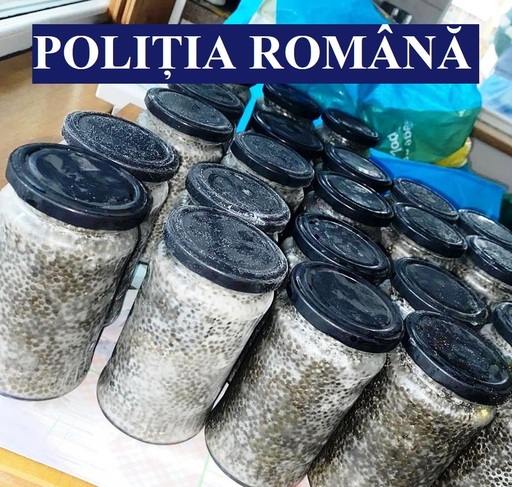 Un bărbat din Ialomiţa a fost reţinut după ce a vândut icre negre. La percheziţii, poliţiştii au găsit icre negre de 10.000 de euro, deţinute ilegale