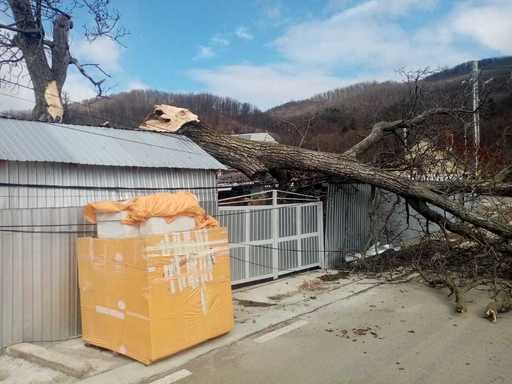 Neamţ: O femeie de 57 de ani rănită de crengile unui copac doborât de vânt