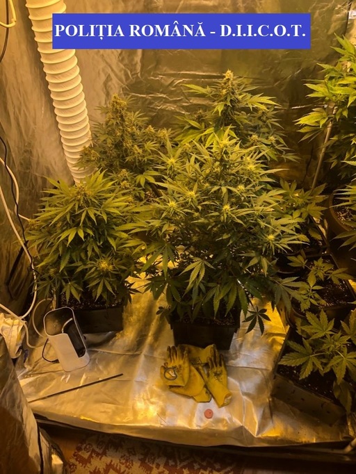 Cultură de cannabis, într-un apartament din Satu Mare/ Anchetatorii au găsit peste 8 kilograme de masă verde - VIDEO