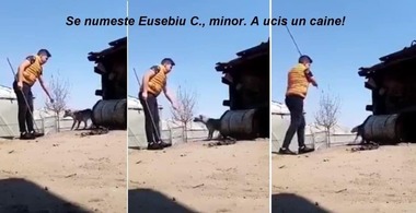 Dolj: Un adolescent de 15 ani este cercetat de poliţişti după ce a omorât cu o rangă un câine care era legat
