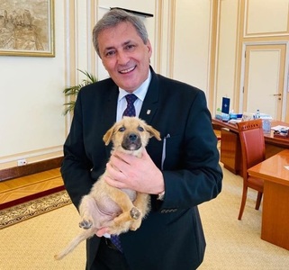Dosar penal după ce un câine a fost omorât de doi copii/ Marcel Vela a anunţat că Ministerul de Interne a adoptat un căţel - FOTO