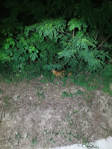 O căprioară blocată sub o gură de canalizare din Râmnicu Vâlcea a fost salvată de jandarmi  - FOTO, VIDEO
