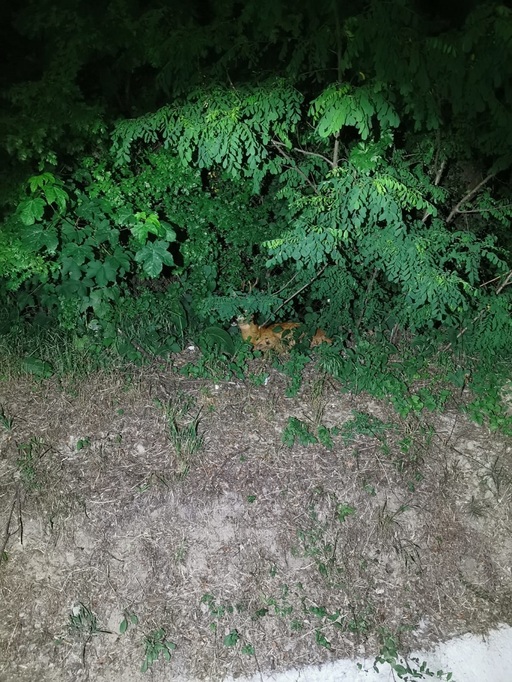 O căprioară blocată sub o gură de canalizare din Râmnicu Vâlcea a fost salvată de jandarmi  - FOTO, VIDEO
