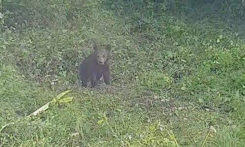 Braşov: Pui de urs, scos dintr-o fântână cu ajutorul jandarmilor - VIDEO