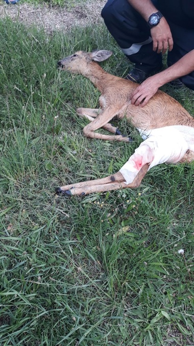 Pui de căprioară, salvat de pompieri după ce a căzut într-un canal, în municipiul Piteşti - FOTO
