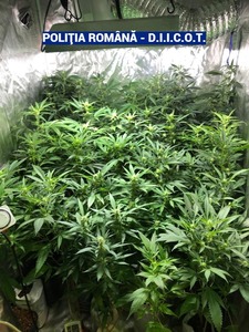 Cultură indoor de cannabis, descoperită în Bucureşti – Suspect este un cetăţean francez care a fost reţinut/ La percheziţii s-au găsit 58 de plante