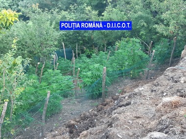Mehedinţi: Bărbat reţinut după ce la locuinţa sa a fost găsită o cultură de cannabis